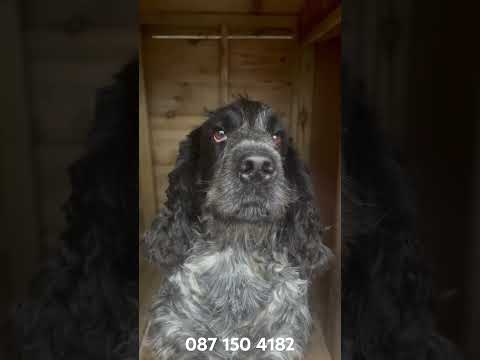 XL Insulated Dog Kennel – Heavy Duty Outdoor - Image 2