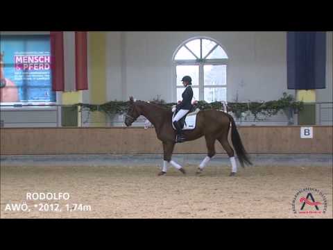 Rodolfo (geb. 2012), v. Rubioso N - Balfour XX - Trommler - ELITE VERKAUFSSCHAU 2017