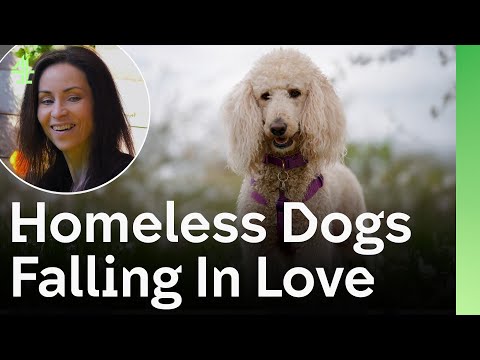 Homeless Dogs Falling In Love With Their Rescuers | The Dog House 🐶