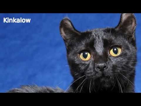 Kinkalow - cat breed