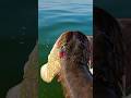 Video Thumbnail for Northern pike #fishing #shorts #subscribe #like #comment