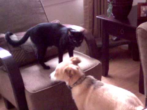 Miss Kitty, Winston, Coco Puffs & Benny