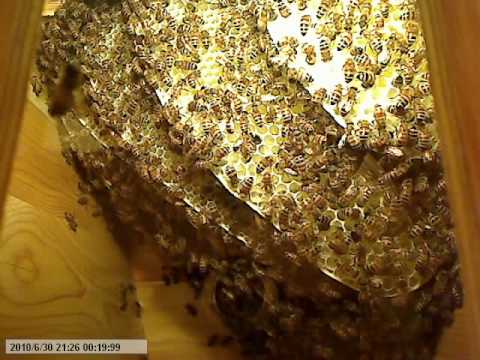 Life inside the beehive part 9 / Livet i bikupan del 9