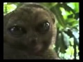 Big Eyed Lemur