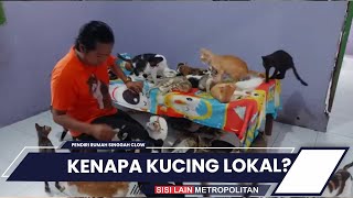 Mengapa Memilih Dedikasikan Diri untuk Merawat Kucing Lokal?