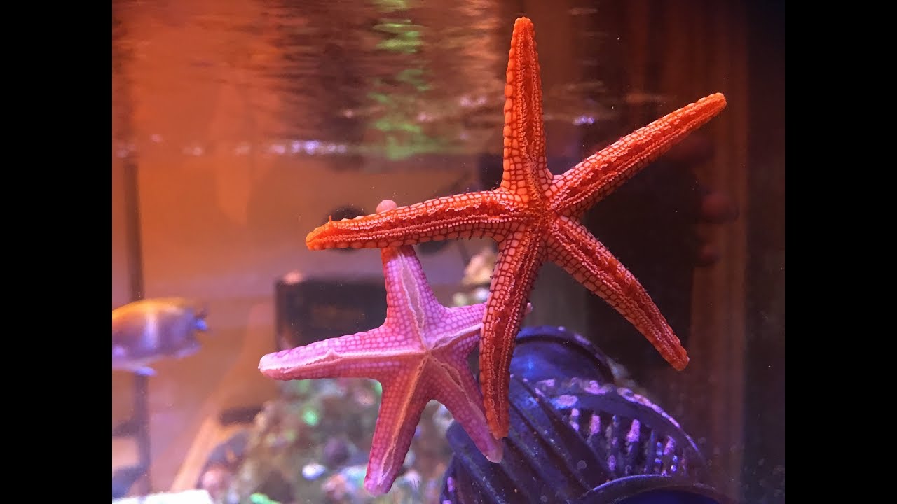 13 Types of Saltwater Starfish to Add Sparkle to Your Tank