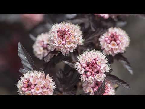 YouTube video about: When to plant flowers in minnesota?