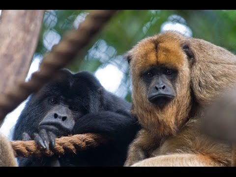 image-Why does a howler monkey howl?