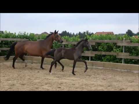 *2018 Stutfohlen von Hickstead White - Ramiro's Son II