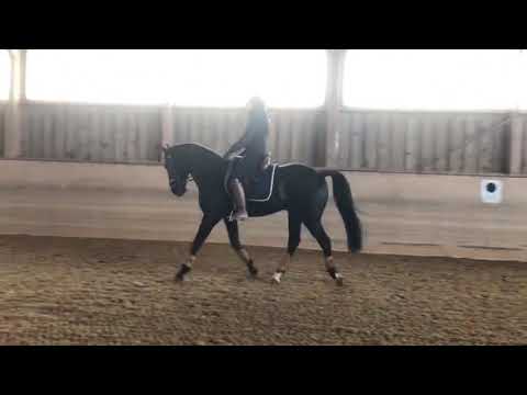 Piro Negative Black Lusitano Gelding