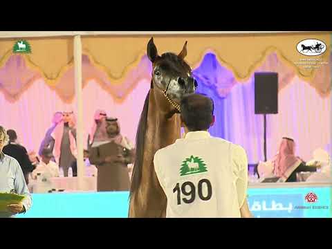 N 190 BANDER AL WASEEL   King Abdulaziz Arabian Horse Center Show 2021   Yearling Colts Class 7C