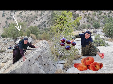 Grandma's Long Journey for Mountain Fruit: Zulma returns to the wild cliffs for wild peaches.