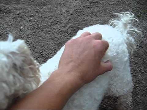 Krumpet - PUPPY MILL RESCUE, an adopted Bichon Frise in Oakland, NJ_image-1