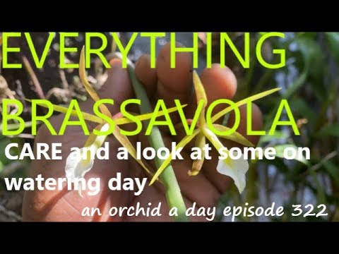 AN ORCHID A DAY EP 322  EVERYTHING BRASSAVOLA care and looking at some of mine on watering day