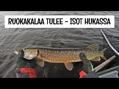TAVALLINEN KALAREISSU OULUN MERIALUEELLE - HAUKEA LIMINGANLAHELTA - TUTKITAAN TAAS UUSIA KALAVESIÄ