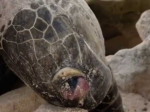 Tiger Sharks and Sea Turtles in Nature's Warzone