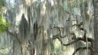 Magical Herbs - Spanish Moss