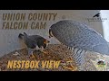 Union County Falcon Cam / Nestbox View