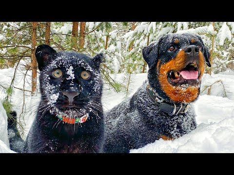 Luna The Pantera & Venza Are Dog Cat Duo Goals  | The Koala