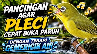 Download lagu Pancingan Agar Pleci Cepat Buka Paruh | Dengan Terapi Gemericik Air mp3 Download lagu Pancingan Agar Pleci Cepat Buka Paruh | Dengan Terapi Gemericik Air mp3