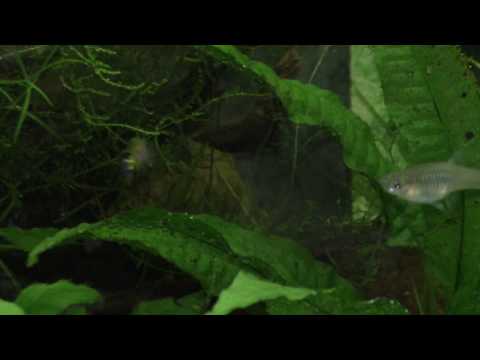 Poecilia wingei Campoma no 31 blue snake