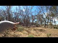 Real Kookaburra Sound Australian Bush With Snuffles Puglily