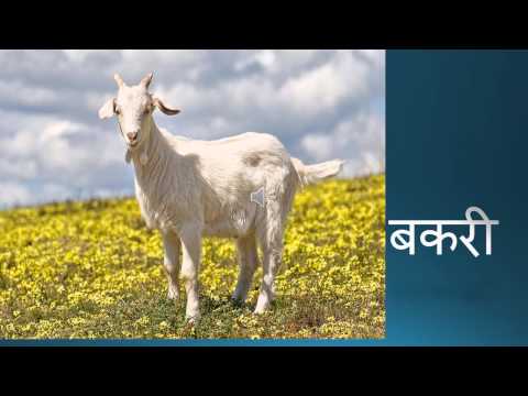 Animals and Birds in Hindi - Sreekar