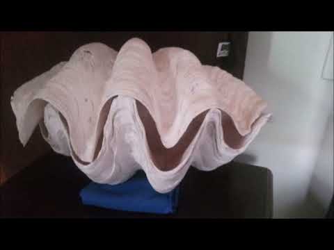 DOAÇÃO COLEÇÃO DE CONCHAS DO MAR ANDRE MIGUEL SILVESTRE AO MUSEU DE SÃO PAULO , EM BREVE VISITAÇÃO.