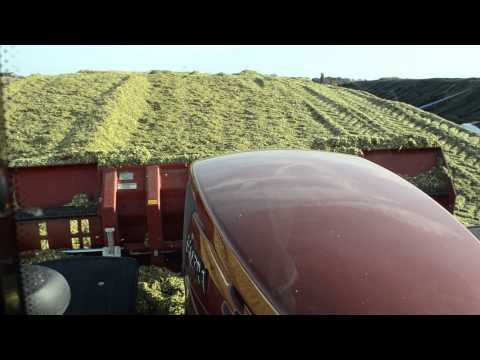 Maissilage mit dem Teleskop-Maisschiebeschild von STEGEMANN Landtechnik