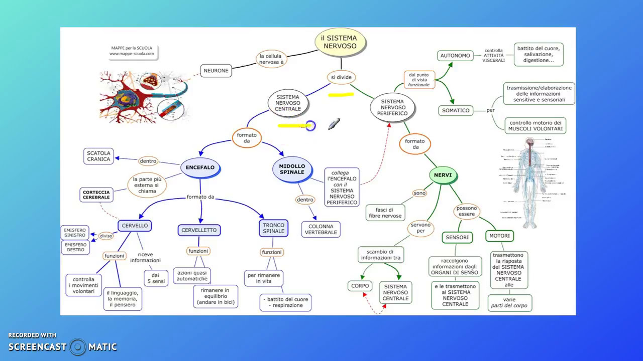 Sistema nervoso (terza parte).