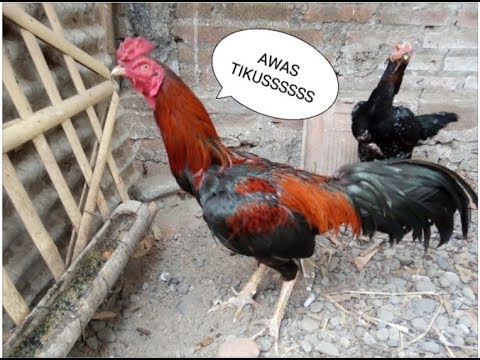 , title : 'Jika Kandang Ayam Banyak Tikus | Tips Ternak Ayam'
