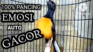 Download lagu Auto Bikin GACOR | 100% Pancing EMOSI dijamin Langsung NYAUT | Murai batu borneo mp3