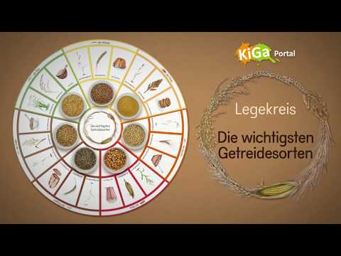 LEGEKREIS Die wichtigsten Getreidesorten