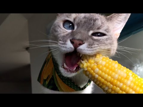 FUNNIEST Animals Eating 😲 😂 | Best Pets Compilation