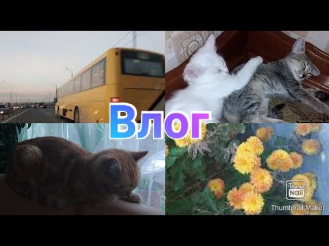 Поехали в гости к родителям / Ростов-Сальск / Котята / Anika Z влог