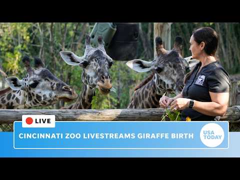Live: Cincinnati Zoo baby giraffe birth to make zoo history