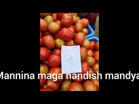 Mysore APMC tomato 🍅 today rahit 1000