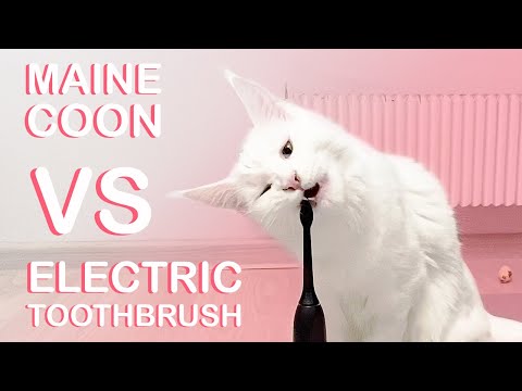 MAINE COON KITTEN  brushing teeth | CAT VS Electric Toothbrush