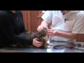 Logue S T L C Pet Hospital Commercial