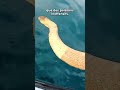 Un Serpent de Mer #nature #animal #omg #ocean #serpent