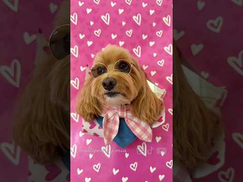Cute photoshoot idea with your dog  📸 #dog #cane