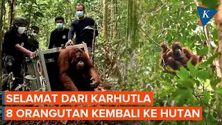 Download lagu The Moments 8 Orangutans Are Released Back into the West Kalimantan Forest mp3