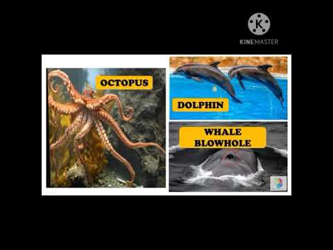 Ch 9 The living organisms and their surroundings, SCIENCE, class VI CBSE board