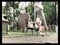 Iklan Protecal Solid Gajah Lepas 2008 Indosiar RCTI TPI SCTV Trans TV Trans 7 ANTV