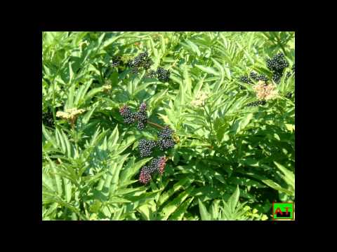 ΘΕΜΗΣ ΑΔΑΜΑΝΤΙΔΗΣ ΜΑ ΠΟΥ ΝΑ ΠΑΩ   ΦΩΤΟΓΡΑΦΙΕΣ ΚΑΙ ΖΩΓΡΑΦΙΚΗ ΜΟΥ