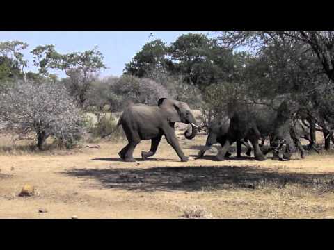 Elephants at Kruger Park