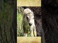 White Buffalo Fulfills PROPHECY Sioux Folklore