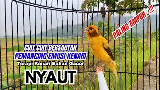 Download lagu Kenari gacor NGEROL PANJANG cocok untuk PANCINGAN KENARI PAUD bikin BURUNG KENARI GACOR PANJANG mp3