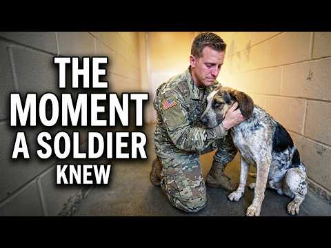 Here's What a Soldier Saw in this Dog  NO ONE Wanted 🥲