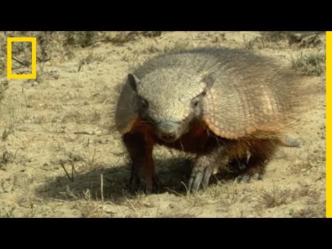 Les tatous se roulent-ils en boule pour se protéger ?